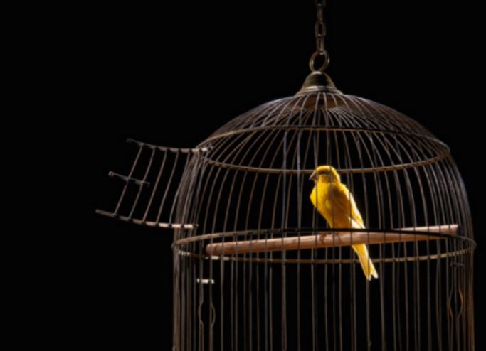 Open the door for your canary bird