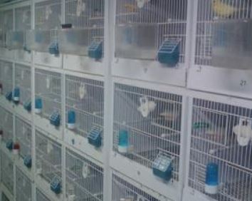 canary breeder cages