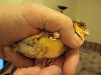 Canary With Swollen Foot, Legs.