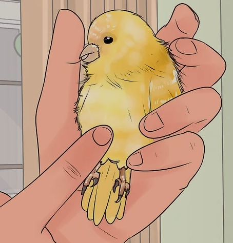 canary holding