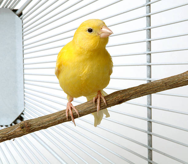 Pet Canary in Cage