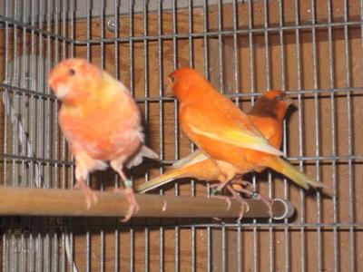 Pet Canary x 3= 3 Times The Fun<BR></B>photo by joescanaries.com