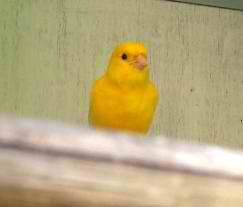 Canary On The Loose