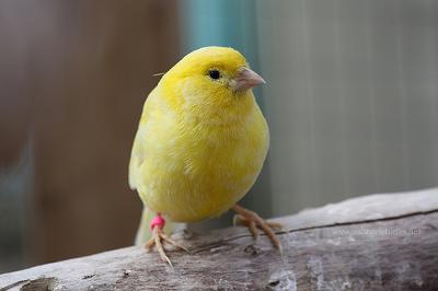 My Pet Canary Bird Has Become Quite Freindly<BR>photo by adam.ashton/flickr