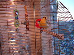 Roller Pet Canary Bird