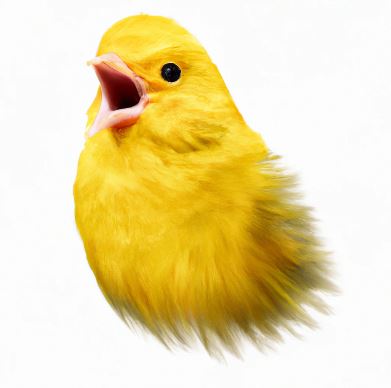 no-canary-disease