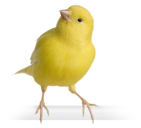 Canary Bird