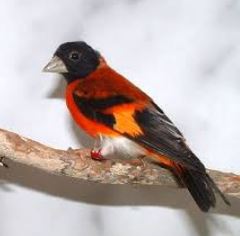 red hooded siskin