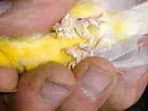 scaly feet on canary