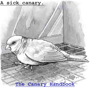 Sick Canary from The Canary Handbook
