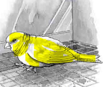 sick canary