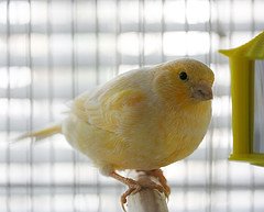 Canaries and Mirrors In The Canary Cage