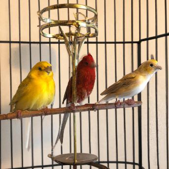 three-canary-types