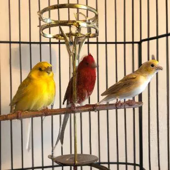 three-canary-types