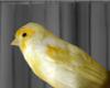 Canary Bird In Small Travel Cage<BR></B>photo by tayara72/flickr.com