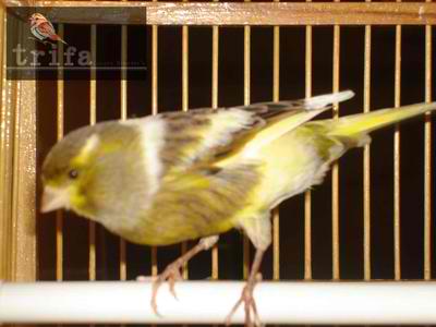 Yellow Canary.