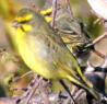 Wild canary on twigs picture