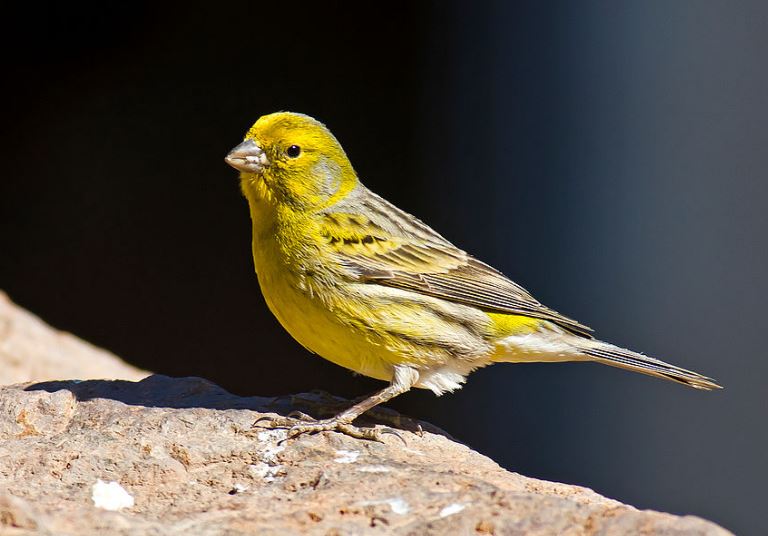 Wild Canary