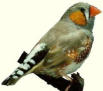 zebra finch zebra finch